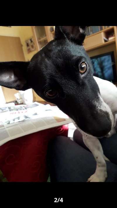 Zeigt mir die tollste Nahaufnahme von eurer Fellnase-Beitrag-Bild