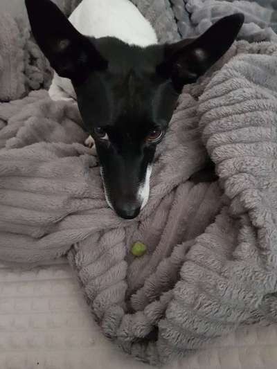 Gespräche zwischen Hund und Halter-Beitrag-Bild