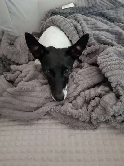 Gespräche zwischen Hund und Halter-Beitrag-Bild