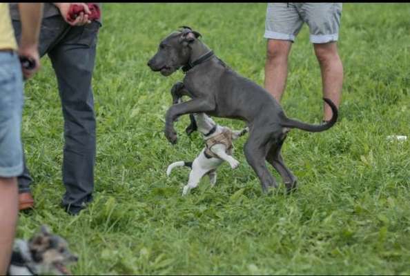 Welpen Bilder !-Beitrag-Bild