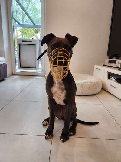 Hundetreffen-Zornröschen sucht  Trainingspartner-Bild