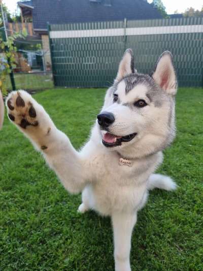 Nordische Hunde-Beitrag-Bild