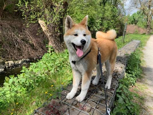 Akita's-Beitrag-Bild