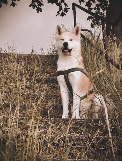 FarbenFoto - Challenge: Sepia-Beitrag-Bild