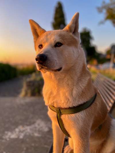 Handy Fotochallenge Nr. 52: Dein Hund mit blauem Himmel-Beitrag-Bild