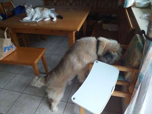 Megaösophagus-Beitrag-Bild