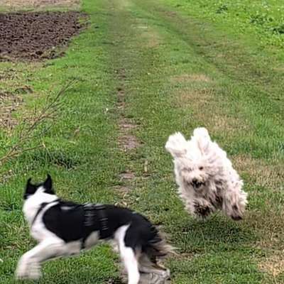 Hundetreffen-Mantrailing und Sozialwalk-Bild
