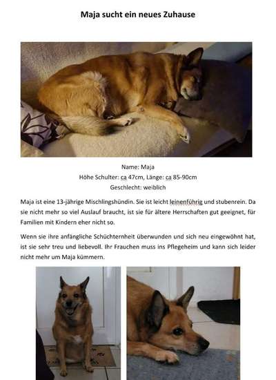 RIP . MEIN YORKI IST 14 TAGE TOT-Beitrag-Bild