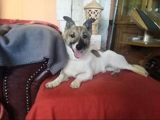 Wo habt ihr eure Hunde her ?-Beitrag-Bild