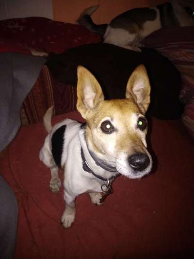 Wo habt ihr eure Hunde her ?-Beitrag-Bild