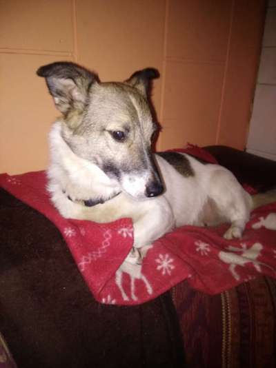 Wo habt ihr eure Hunde her ?-Beitrag-Bild