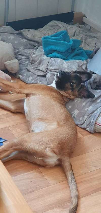 Hier ist der Spaßthread. Zum Schmunzeln und Kaputtlachen-Beitrag-Bild