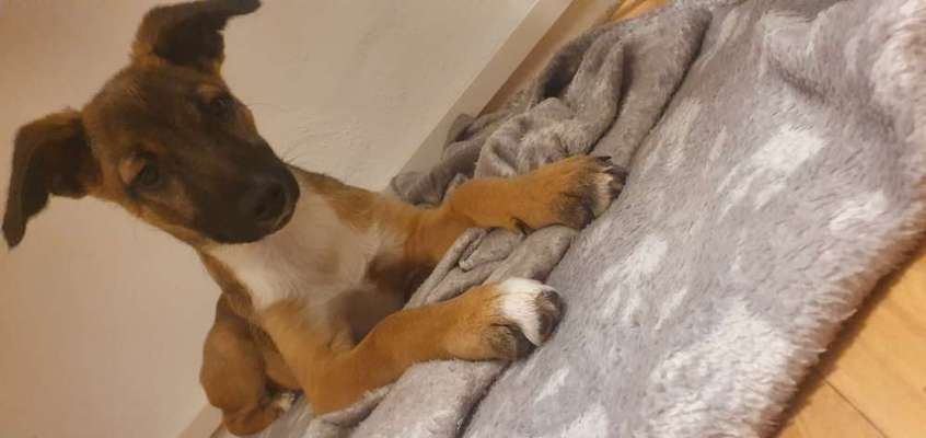 Mischlinge raten - Rätselspaß-Beitrag-Bild