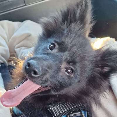 Hundetreffen-Welpen- und Jungtiertreff in Ammersbek und Umgebung-Bild