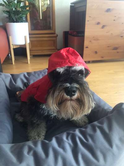 Zwergschnauzer gesucht-Beitrag-Bild