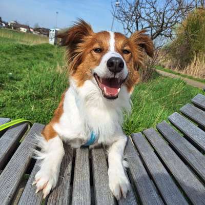 Hundetreffen-Spaziergang in Hambach-Bild