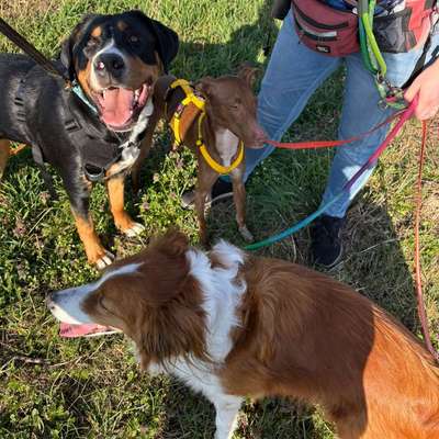 Hundetreffen-Spaziergang in Hambach-Bild