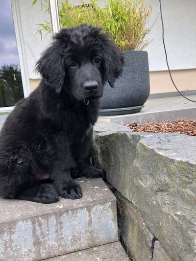 Hundetreffen-Spiel-/Gassitreffen Waldbrunn Ww-Bild