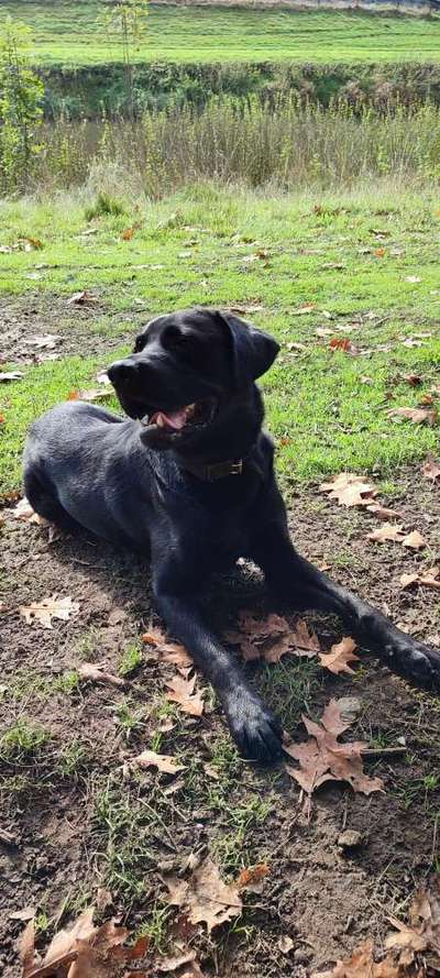 Handy Foto Challange Nr. 46  Happy Dog-Beitrag-Bild