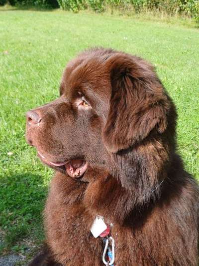 Hundetreffen-Nette Hunde, nette Leute kennen lernen-Bild