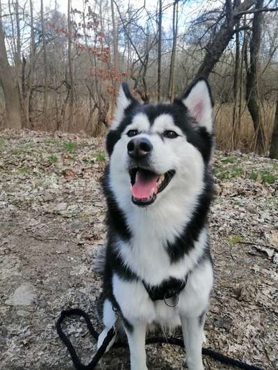 Fotochallenge No. 26                                     Wald und Wiese-Beitrag-Bild