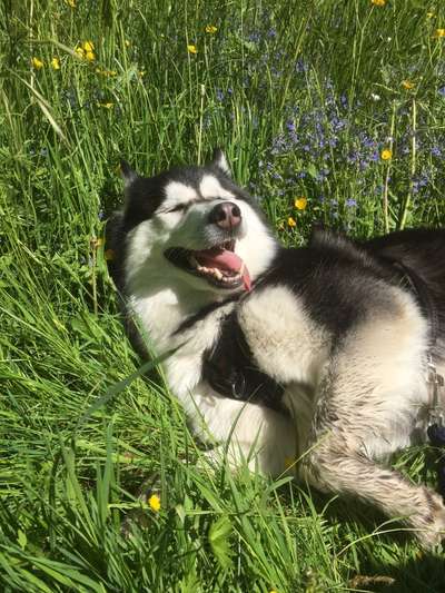 Die Dogorama Kalender Challenge 4/4-Beitrag-Bild