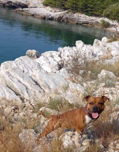 Staffordshire Bull Terrier-Beitrag-Bild