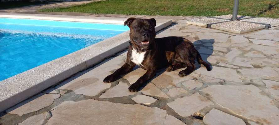 Staffordshire Bull Terrier-Beitrag-Bild