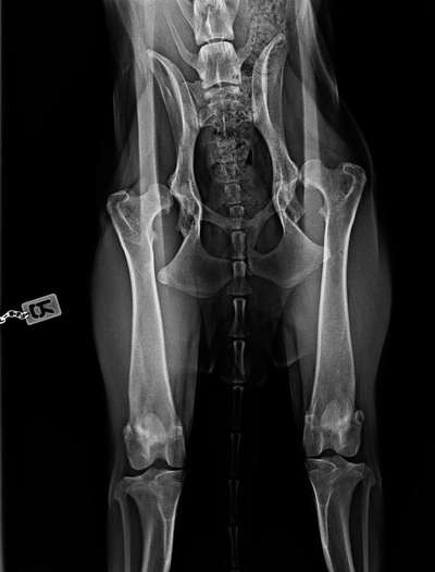 Alles rund um den Schäferhund, diskutieren erwünscht.-Beitrag-Bild