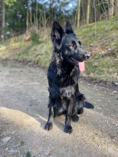 Alles rund um den Schäferhund, diskutieren erwünscht.-Beitrag-Bild