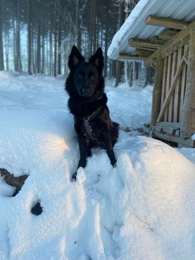 Alles rund um den Schäferhund, diskutieren erwünscht.-Beitrag-Bild