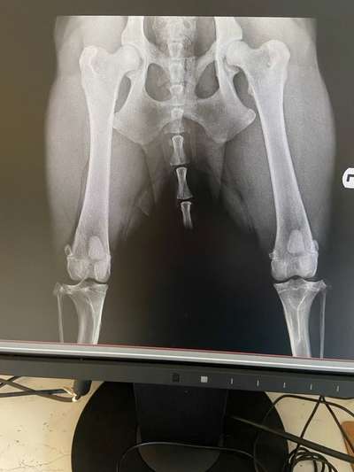 Alles rund um den Schäferhund, diskutieren erwünscht.-Beitrag-Bild