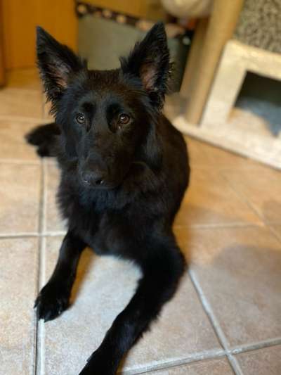 Schäferhund-Beitrag-Bild