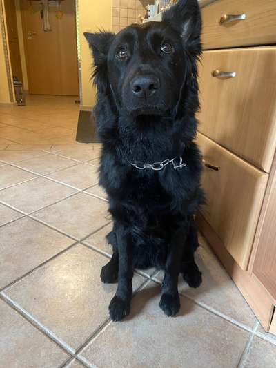 Alles rund um den Schäferhund, diskutieren erwünscht.-Beitrag-Bild