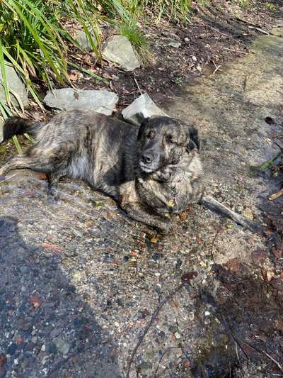 Auslandstierschutz-Beitrag-Bild