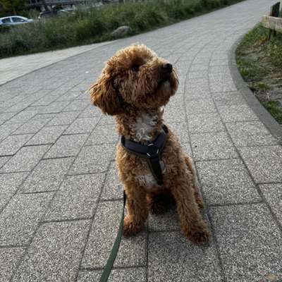 Hundetreffen-Social Walk/Gemeinsam Spazieren gehen/ Spielkameraden gesucht-Bild