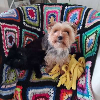 Hundetreffen-Suche Yorkshire Terrier Freunde-Profilbild