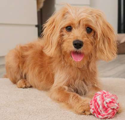 Zeichnungen eurer Hunde-Beitrag-Bild