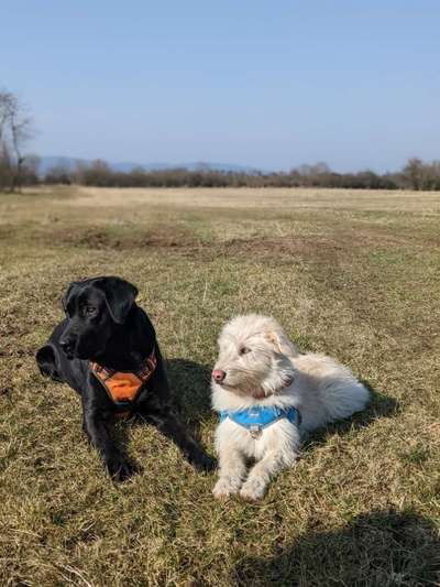 Dogorama Photo Challenge - Gegensätze-Beitrag-Bild