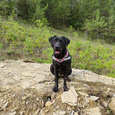 Welpen Bilder !-Beitrag-Bild