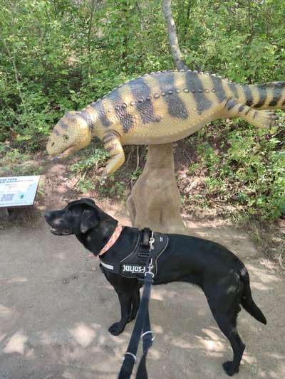 Labradorfans-Beitrag-Bild