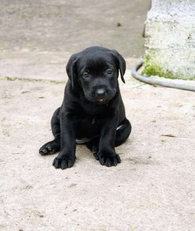 Welpen Bilder !-Beitrag-Bild