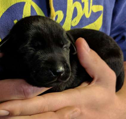 Welpen Bilder !-Beitrag-Bild