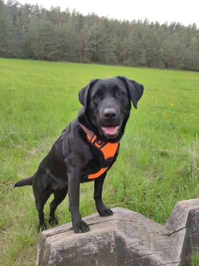 Labradorfans-Beitrag-Bild