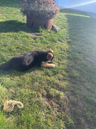 Alles rund um den Schäferhund, diskutieren erwünscht.-Beitrag-Bild