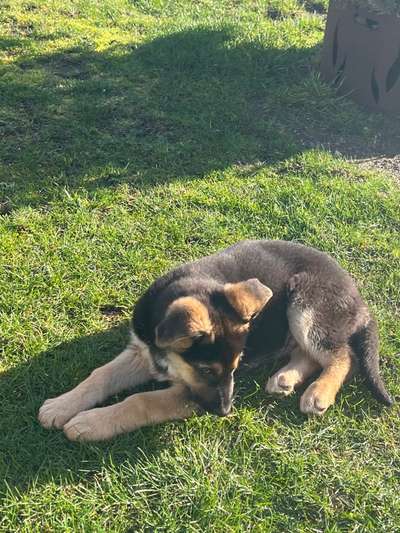 Alles rund um den Schäferhund, diskutieren erwünscht.-Beitrag-Bild