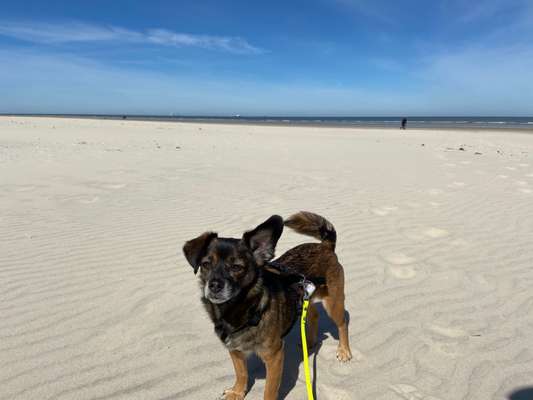 Auslandstierschutz-Beitrag-Bild