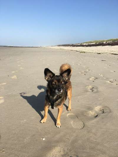 Dogorama Photo Challenge - Tierischer Urlaub-Beitrag-Bild