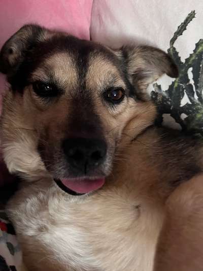 Tongue Out Tuesday-Beitrag-Bild