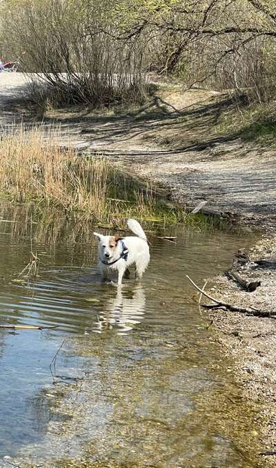 Dogorama-Monats-Challenge-Mai "Wasser"-Beitrag-Bild